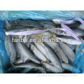 frozen pacific mackerel fish